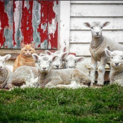 Be the cat among the sheep 😂😎. In Hoc Signo Vinces. Coastal New England. Immigrant 🏴 🇺🇸