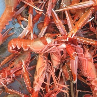 Fishing for sustainably caught Lobster, Crab & Langoutine in South Harris, Western Isles. mail@soundofharrisshellfish.com