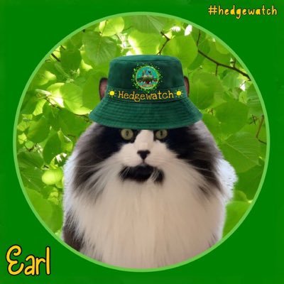 It’s me, Earl 😸I wear the fluffy pants in the fambly.😺 #Hedgewatch ❤️#ZSHQ ❤️Remembering 🌈Tilly & 🌈Pearlz with❤️always. Earl’s birthday 29 Sept.