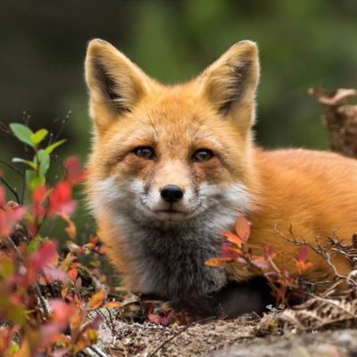 PCPFoxes Profile Picture