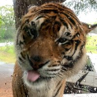 tora (@army_imunida) 's Twitter Profile