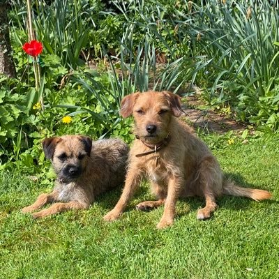 Mollyboots- Norfolk TerrierxJack Russell Born 31Mar2021Lily Border Terrier Born 13Jun2022