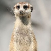 Paris (@parispv) 's Twitter Profile