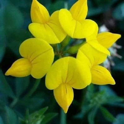 Dhirend06996897's profile picture. Hfdho