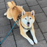 yuo (@yuo) 's Twitter Profile