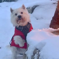 Jack McCall (@jackyboyoman) 's Twitter Profile