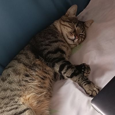 Guga_Alvarenga's profile picture. 