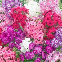 Phlox Lady just loves Heliotrope (@joannephlox) 's Twitter Profile