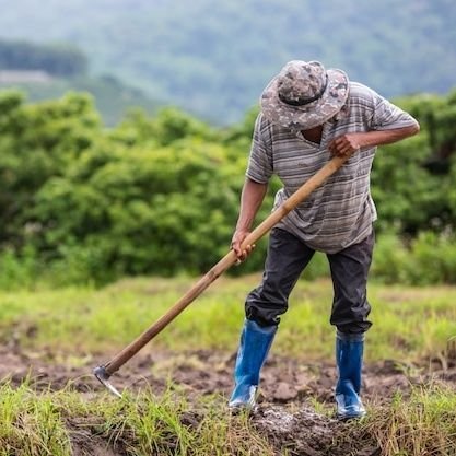 Agricultor panameño con años de experiencia cultivando la tierra y alimentando al mundo. Apasionado por la agricultura sostenible.🌄🌾