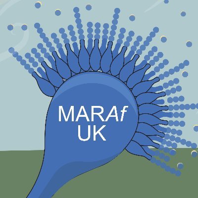 Monitoring for azole-resistant Aspergillus fumigatus (MARAf) is a project at @UK_CEH @imperialcollege @OpenUniversity & @niabgroup funded by @NERCscience