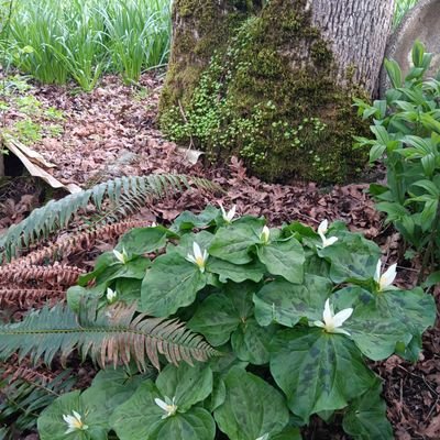 decherwayte's profile picture. 