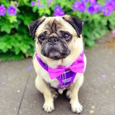 💞 Welcome to our@pug_lovers world🥰🇺🇸
✉️We share daily pug content 📷🎥 which melt your heart 🥰
👉If you love pug please follow us @pugloversw20095💞