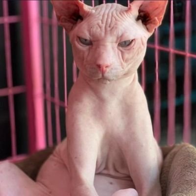 Heng92351042's profile picture. He Ng