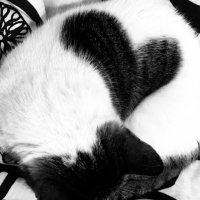 Sonia Hajaji (@zon_hajaji) 's Twitter Profile