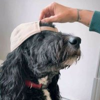 . (@ltpuppies) 's Twitter Profile
