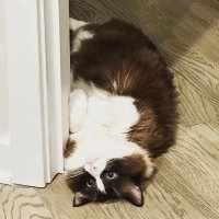 Ziyang Chen (@czyangchen) 's Twitter Profile