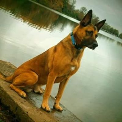 Walking in Scotland With My Belgian Malinois Dog (Voss The 6th). Hold The Line 🇨🇦