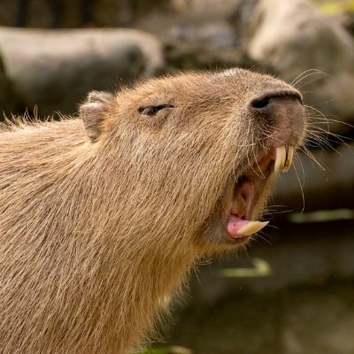 Just look at that majestic Capybara.