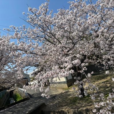 toratoraxxxx's profile picture. 