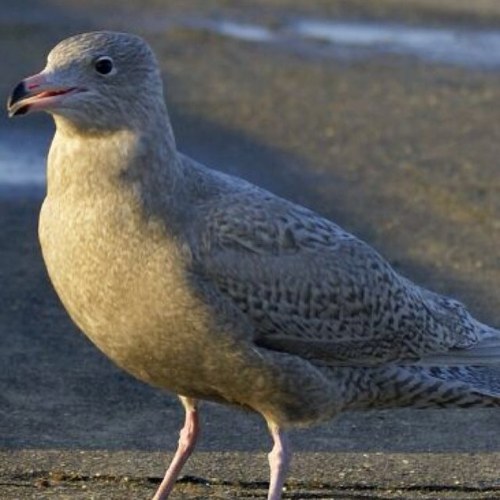 sperwer100's profile picture. 