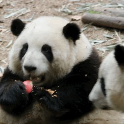 lasly5757124's profile picture. 传承中华文化，守护华夏文明，捍卫国家主权，和所有国人一起浇筑中华民族复兴之伟业！