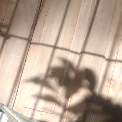Xienさんのプロフィール画像