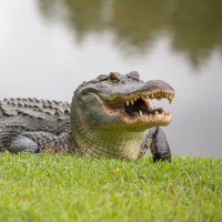 Gator Gang(@WogStalker) 's Twitter Profile Photo