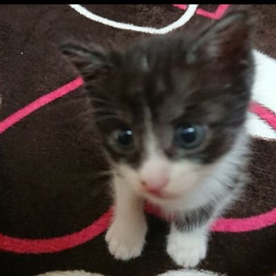 Butazou_32's profile picture. ＦＸを中心に頑張り💦奮闘中歴は3年目です
未熟ものですが毎日勉強してます
宜しくお願いしますm(_ _)m

ちなみに仕事では 問題児(^_^;)💦 

こんなにＦＸ頑張ってるのに😁