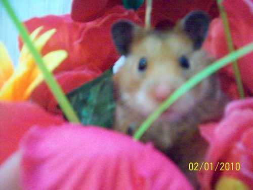 Um ratinho chamado Dexter que adora comer semente-de-girasol que é muito amado.Sigam-me sigo todos de volta!!
