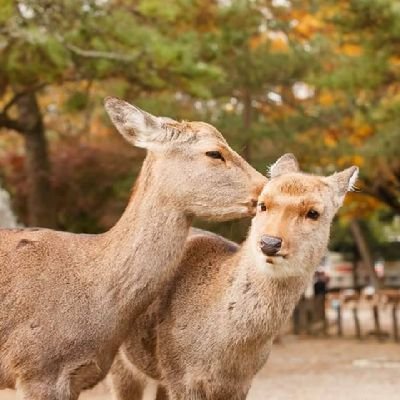 バックナンバーが大好き🤗💕
料理得意🤭🤭🥦🥩🍛🍲🥗
旅行🚴🚝✈️🗼⛩️
よろしくね😄