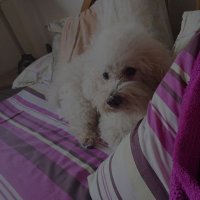 Azula (@azula57118634) 's Twitter Profile