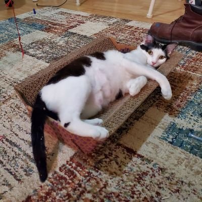 Hello! This is a sfw Twitter where me and Hippo will post silly pics and vids about our silly adventures! I'm Garit. Hippo is The Hungry Hungry Ally Cat Hippo!