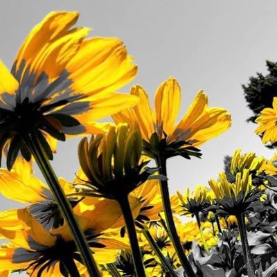non-profit organization dedicated to helping others find the sunshine in life