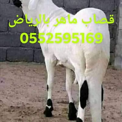 قصاب سوداني ماهر بالرياض جزار بالرياض ذباح بالرياض قصاب بالرياض حقين القصاب بالرياض