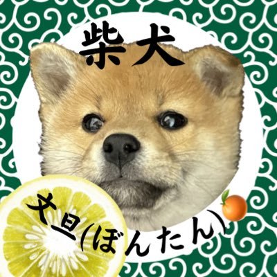 飲兵衛柴犬🐕🍶ぼんたんの日常をゆる〜く発信中👩🏼‍💻💭🎂 2023.1.13🏠 2023.3.25🐶 男の子🍼 体重10.4kg👶🏻(#土山神屋荘)｜▶︎主:共働き夫婦👨🏽(34)×👩🏼(31) ｜中身はオッサン🍶特技は脱走💨今日も元気に成長中ˎˊ˗