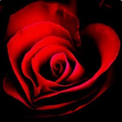 _gulistanmavera's profile picture. 🌹Aşka delilik diyen insan, hayatın sırrına ebediyyen bigane kalsın!🌹