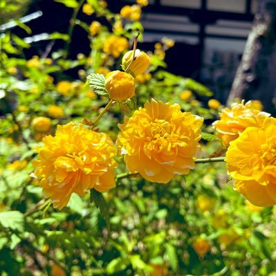 NativeCamp受講中。Callan Method 修了 英検2級TOEIC 700点/ ⭐︎NativeCamp⭐︎クーポンがもらえる紹介リンクは下記↓にあります。どうぞご自由にお試しください。