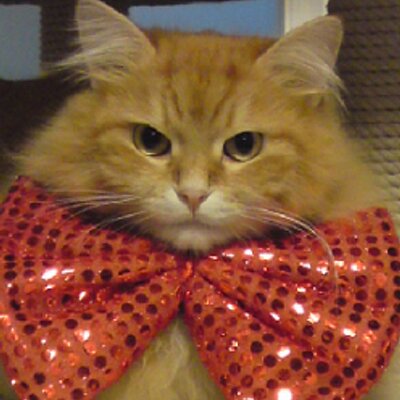 hantoky's profile image