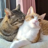 めろぷり (@mero627puri914) 's Twitter Profile Photo めろぷり (@mero627puri914) 's Twitter Profile Photo
