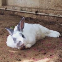Sher 🐰 (@master_bogo) 's Twitter Profile Photo Sher 🐰 (@master_bogo) 's Twitter Profile Photo