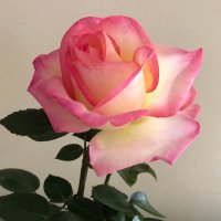 みな (@pz2exf) 's Twitter Profile