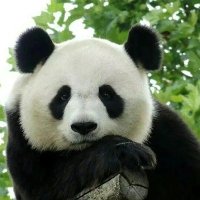 海舵 (@yuduoduo345) Twitter profile photo