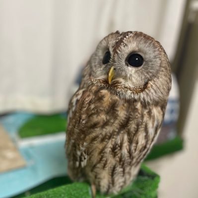 動物保護施設から譲り受けてきたモリフクロウのミロクとほんわか暮らしてます😊😊無言フォロー失礼します🙇♀️