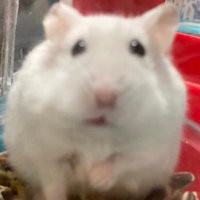 さもえど (@edonamunamu) 's Twitter Profile