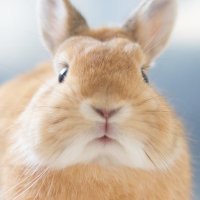 うさぎのうに🐰 (@_u0526n_) 's Twitter Profile