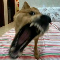 kavka (@kavka2736365335) 's Twitter Profile