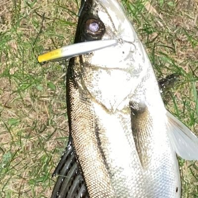 Liteturishi's profile picture. 釣り好き、新卒情報システム