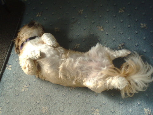 gazparky's profile picture. 