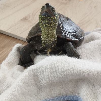 otonchan_Turtle's profile picture. 2019年夏頃からクサガメ🐢と一緒に暮らしている専門学生です！(実家で飼っていた🐢を一人暮らしを始める際に引き取りました！)🐢の名前はおとんちゃんと言います！おそらくメスです！
🐢さんアカウントへの無言フォロー失礼致します！