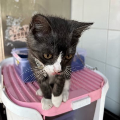 jojoxdio's profile picture. 